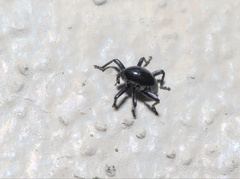 Trigonopterus