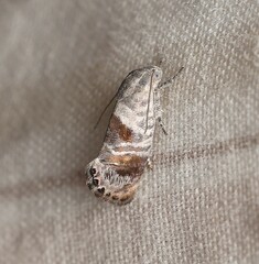 Eupselia carpocapsella