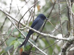 Dicrurus leucophaeus mouhoti