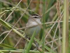 Acrocephalus bistrigiceps