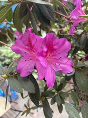 Rhododendron