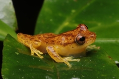 Dendropsophus berthalutzae