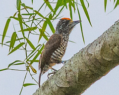 Picumnus albosquamatus