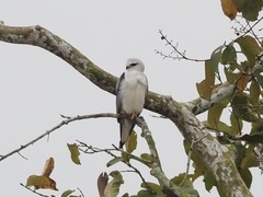 Elanus caeruleus vociferus