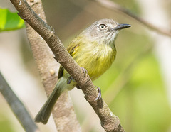 Hemitriccus striaticollis