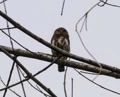 Glaucidium hardyi