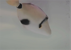 Rhinecanthus abyssus