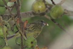 Crithagra scotops umbrosa