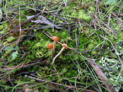 Galerina graminea