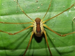 Cosmetidae