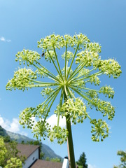 Peucedanum ostruthium