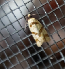 Fuscicepsana fuscicepsana