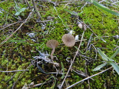 Arrhenia rickenii