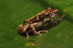 Scinax perpusillus