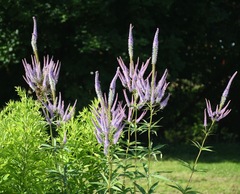 Veroniceae