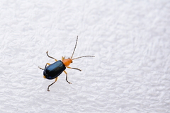 Paragetocera involuta