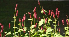 Bistorta amplexicaulis