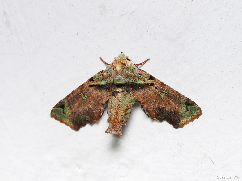Kobestelia rosea