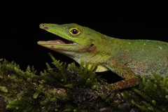 Anolis punctatus