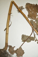 Cyclachaena xanthiifolia