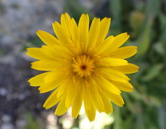 Reichardia