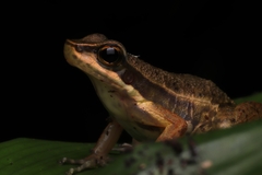 Hylodes phyllodes