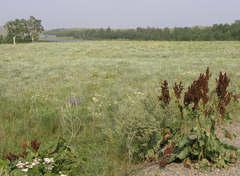 Rumex confertus