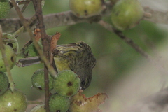 Crithagra scotops umbrosa