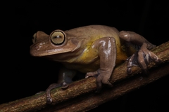 Bokermannohyla hylax