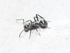 Polyrhachis cupreata