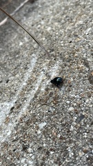 Chrysolina aurichalcea