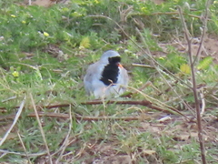 Oena capensis capensis