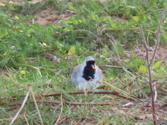 Oena capensis capensis