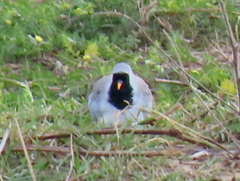 Oena capensis capensis