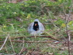 Oena capensis capensis