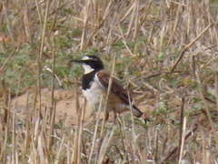Oenanthe pileata pileata