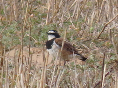 Oenanthe pileata pileata