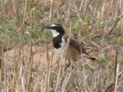 Oenanthe pileata pileata