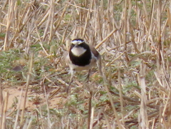 Oenanthe pileata pileata
