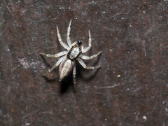 Zenodorus swiftorum