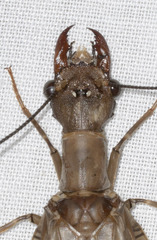 Corydalus peruvianus