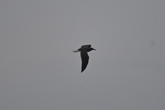 Ichthyaetus hemprichii