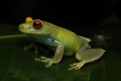 Aplastodiscus eugenioi