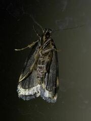Barea codrella