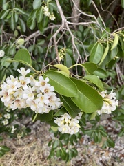 Cordia gerascanthus