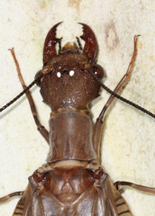 Corydalus peruvianus