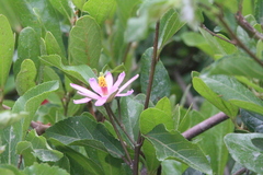 Grewia occidentalis occidentalis