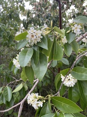 Cordia gerascanthus