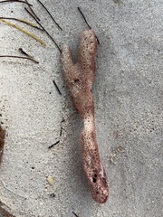 Amphimedon compressa