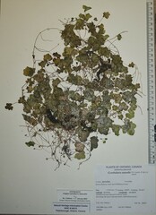 Cymbalaria muralis